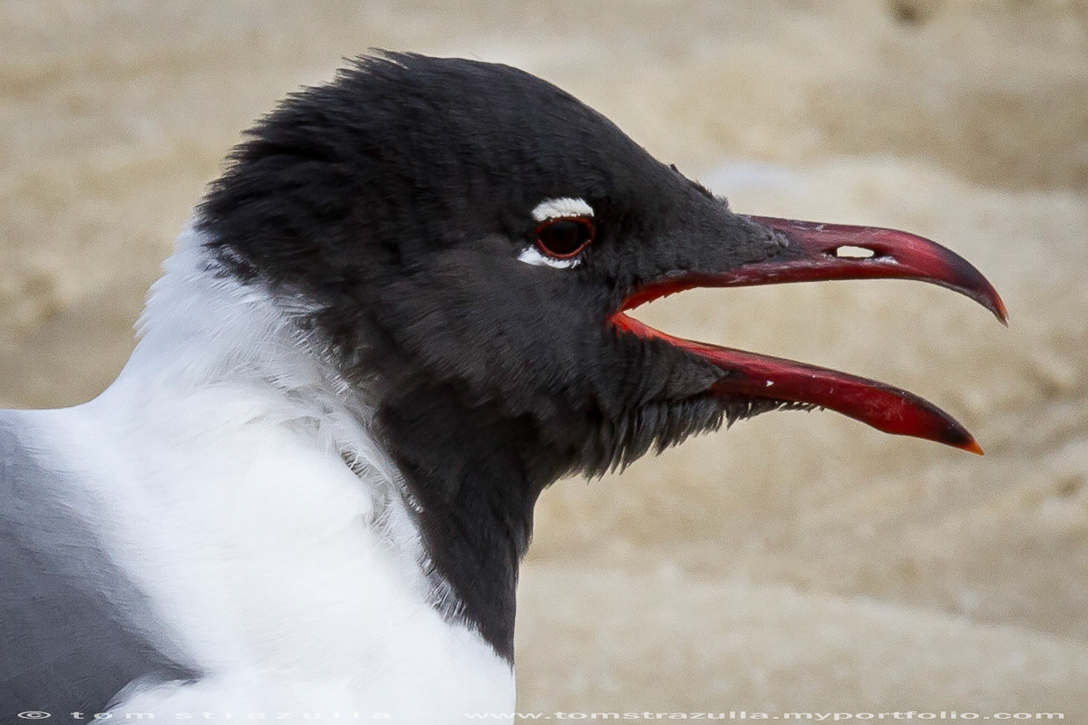 Laughing Gull