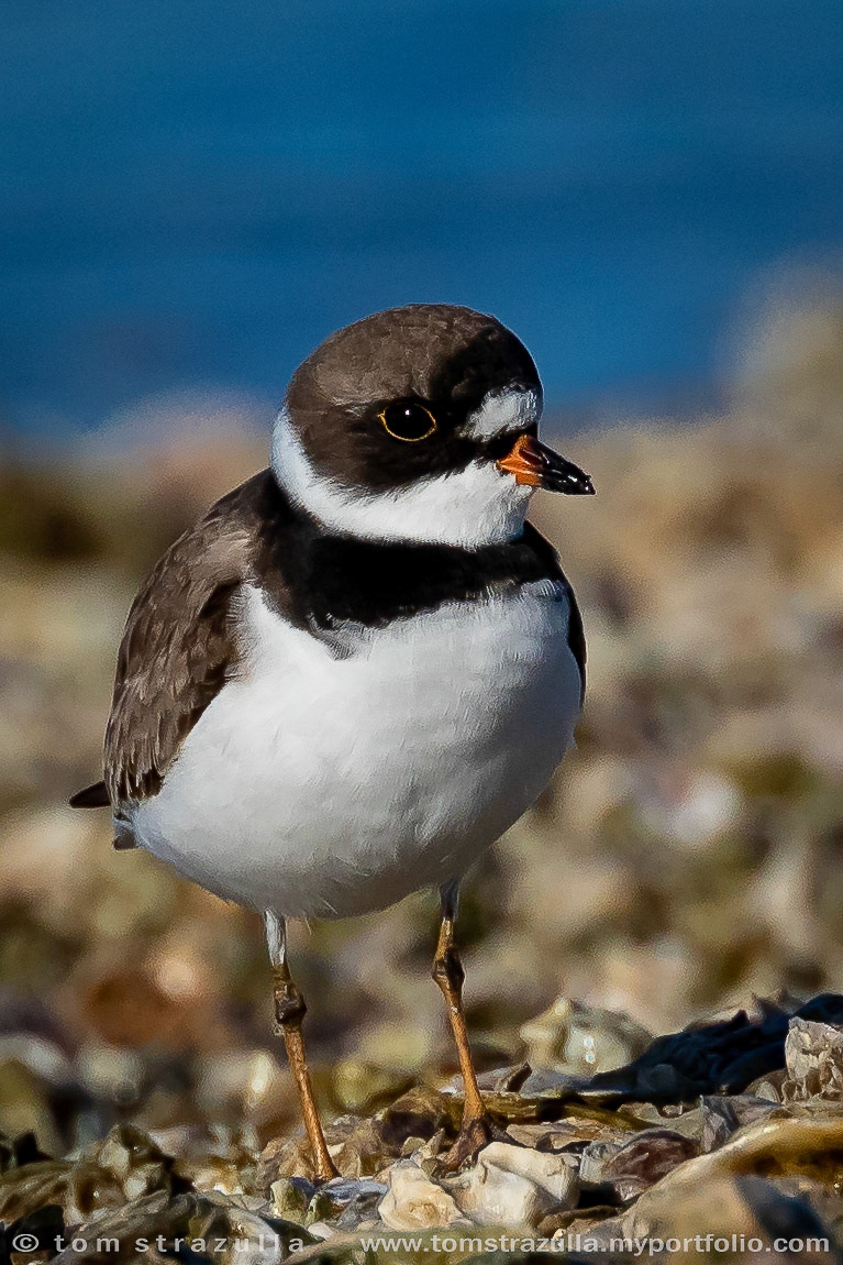 Semi-Palmated Plover