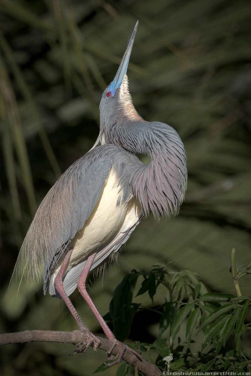 Tri-colored Heron