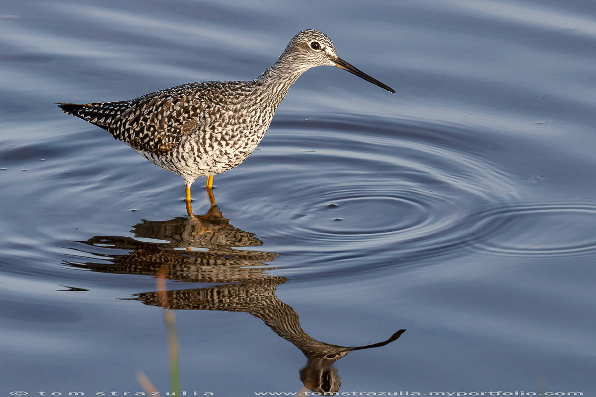Greater Yellow Legs