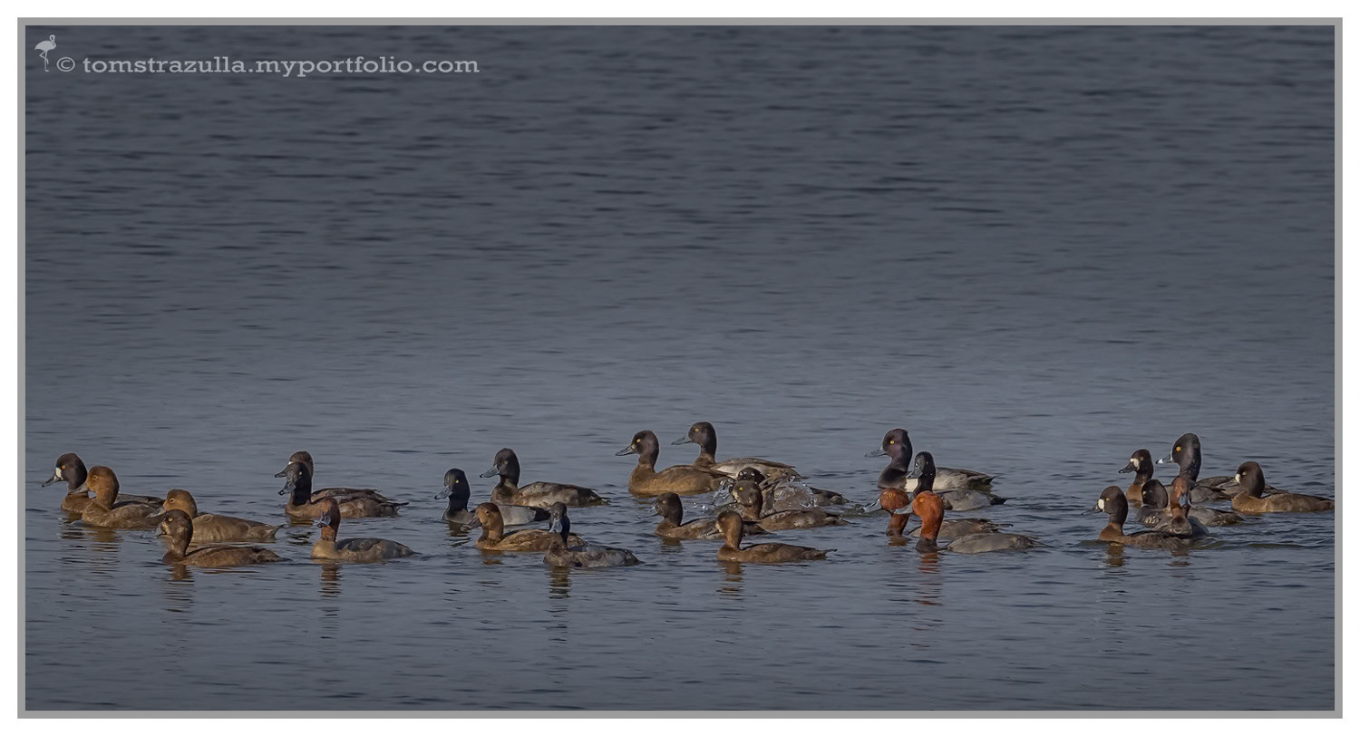 Mixed Ducks
