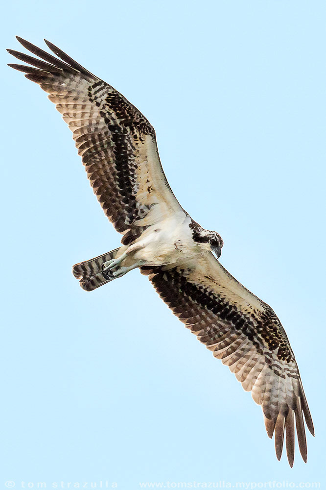 Osprey