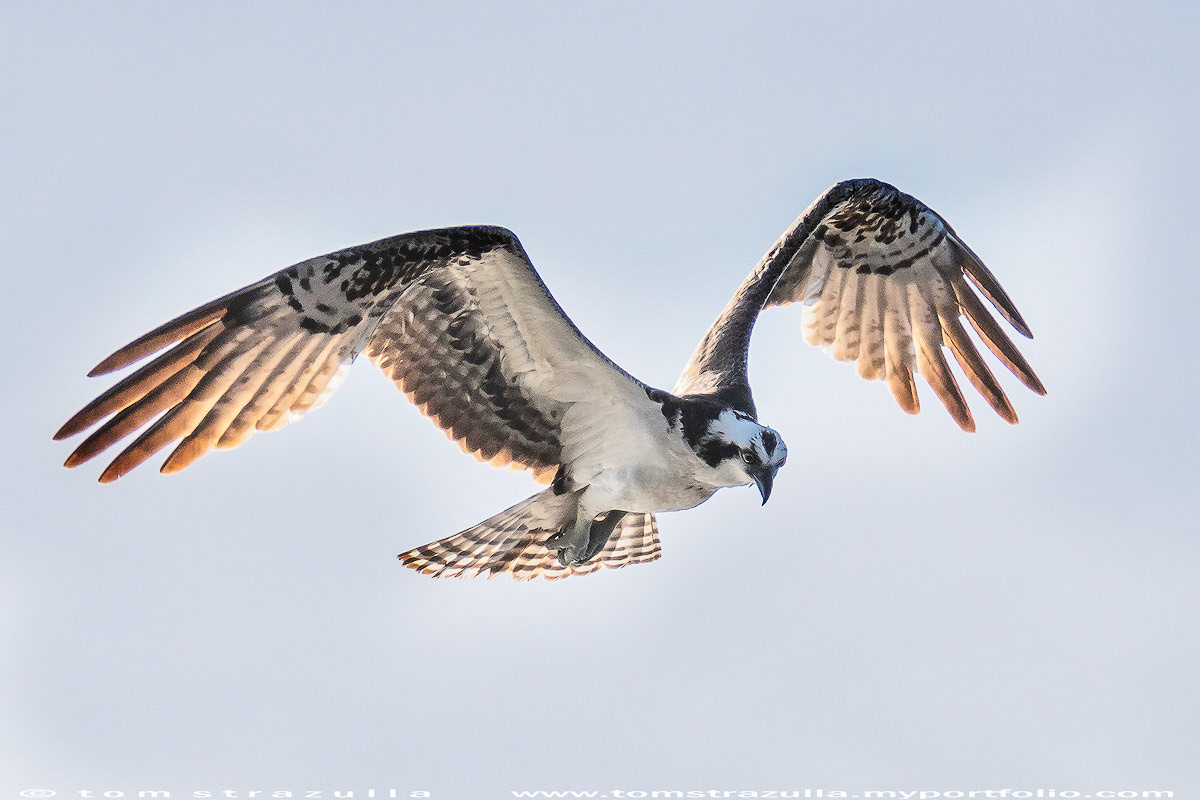 Osprey