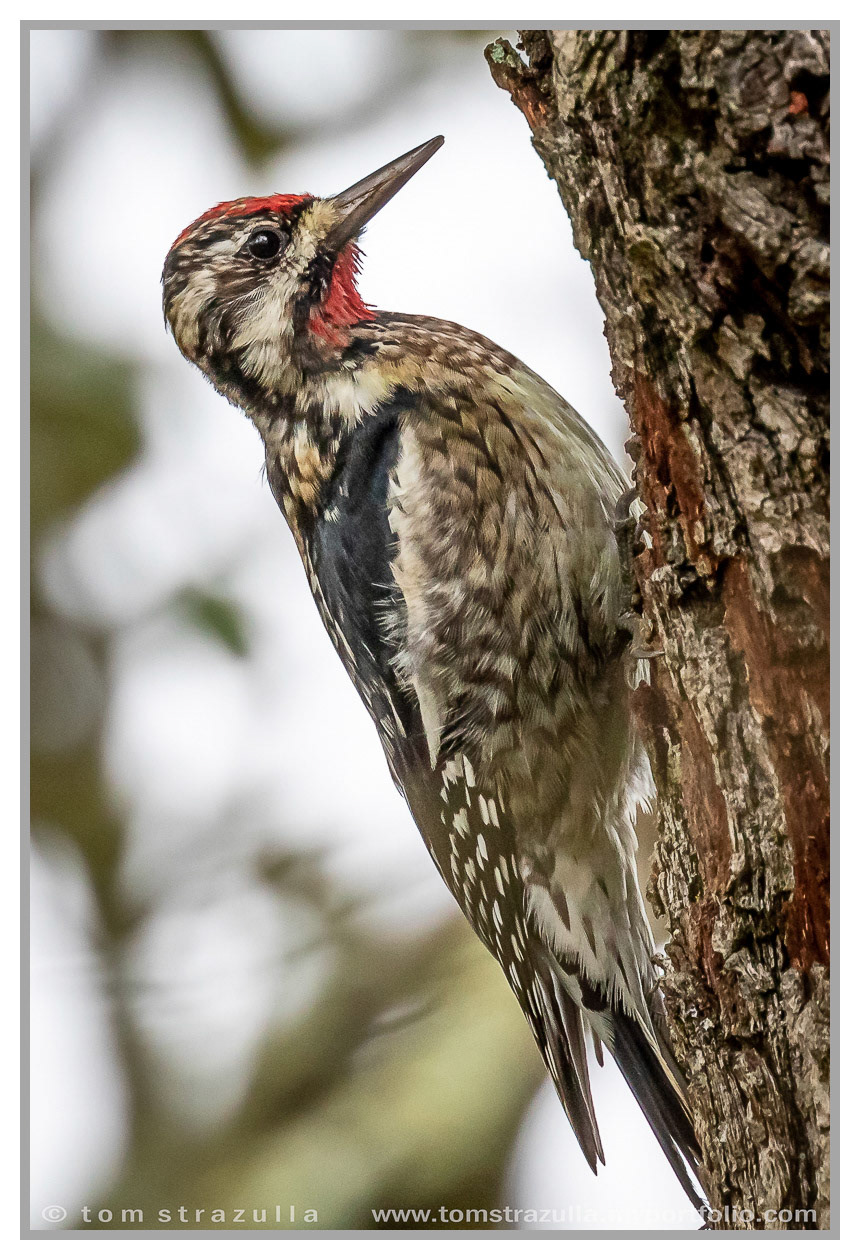 Yellow Bellied Sapsucker