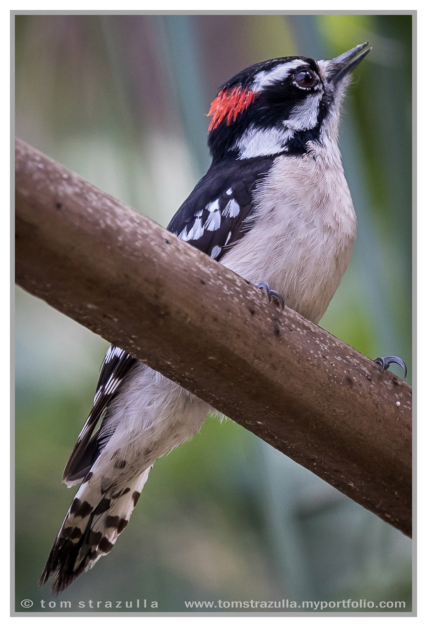 Downy Woodpecker