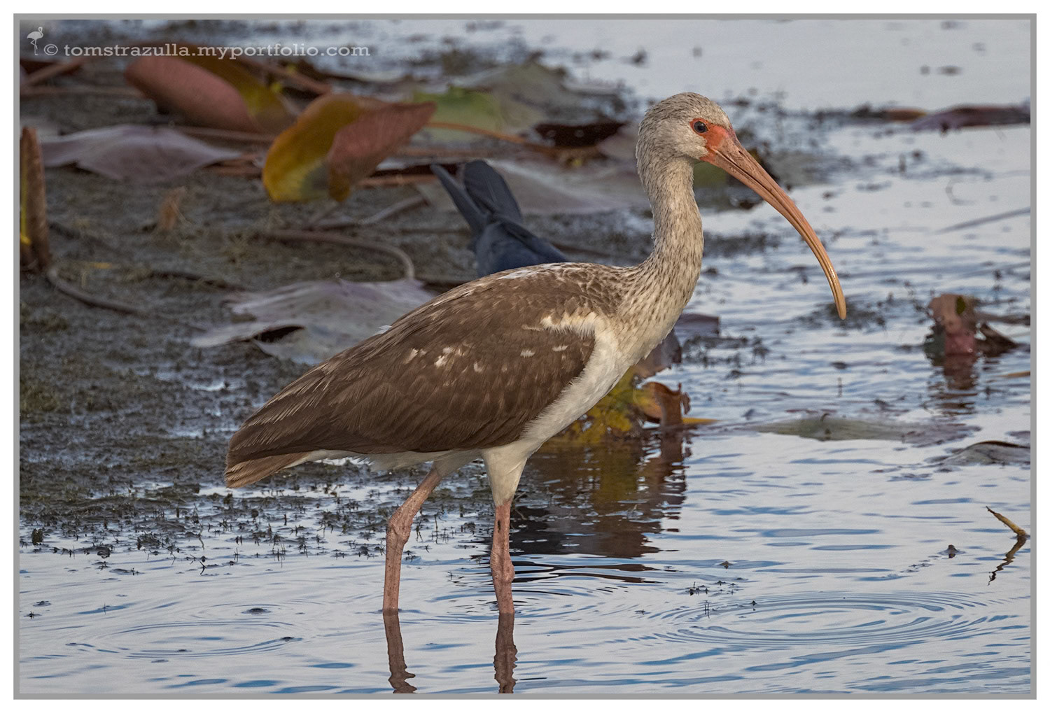 While Ibis (immature)