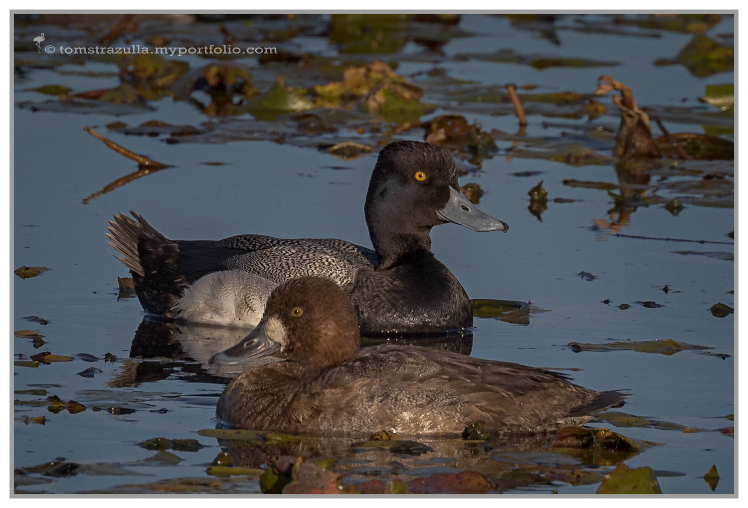 Lesser Scaup (drake and hen)