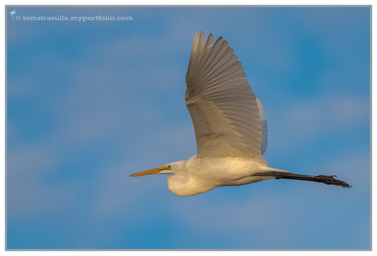 Great Egret