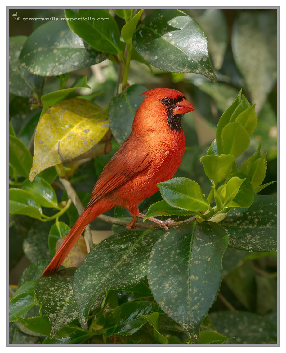 Northern Cardinal (male, Birdsong)