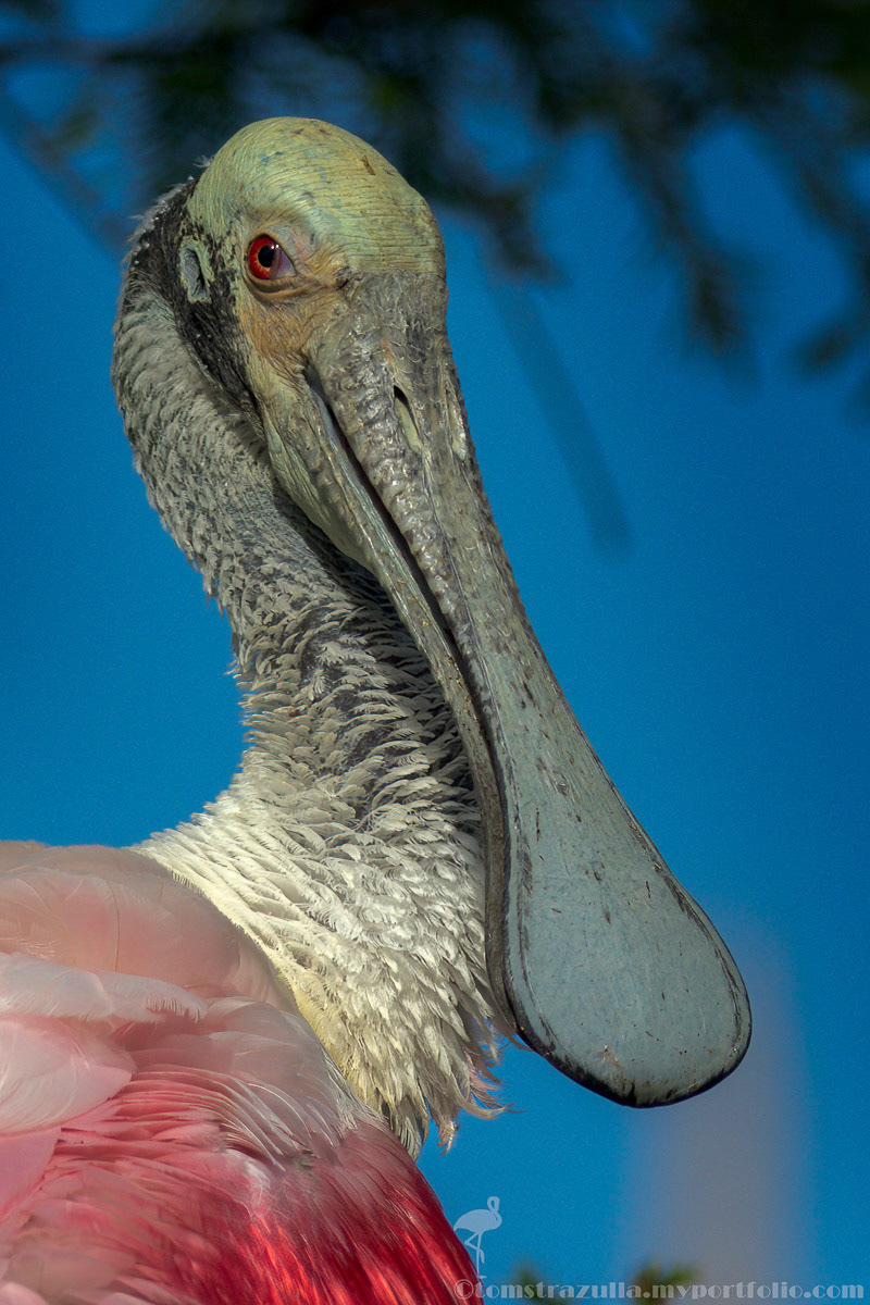 Roseate Spoonbill
