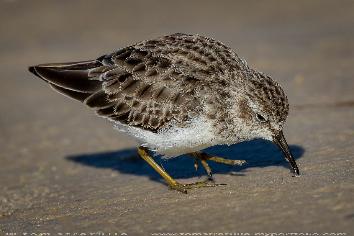 Least Sandpiper