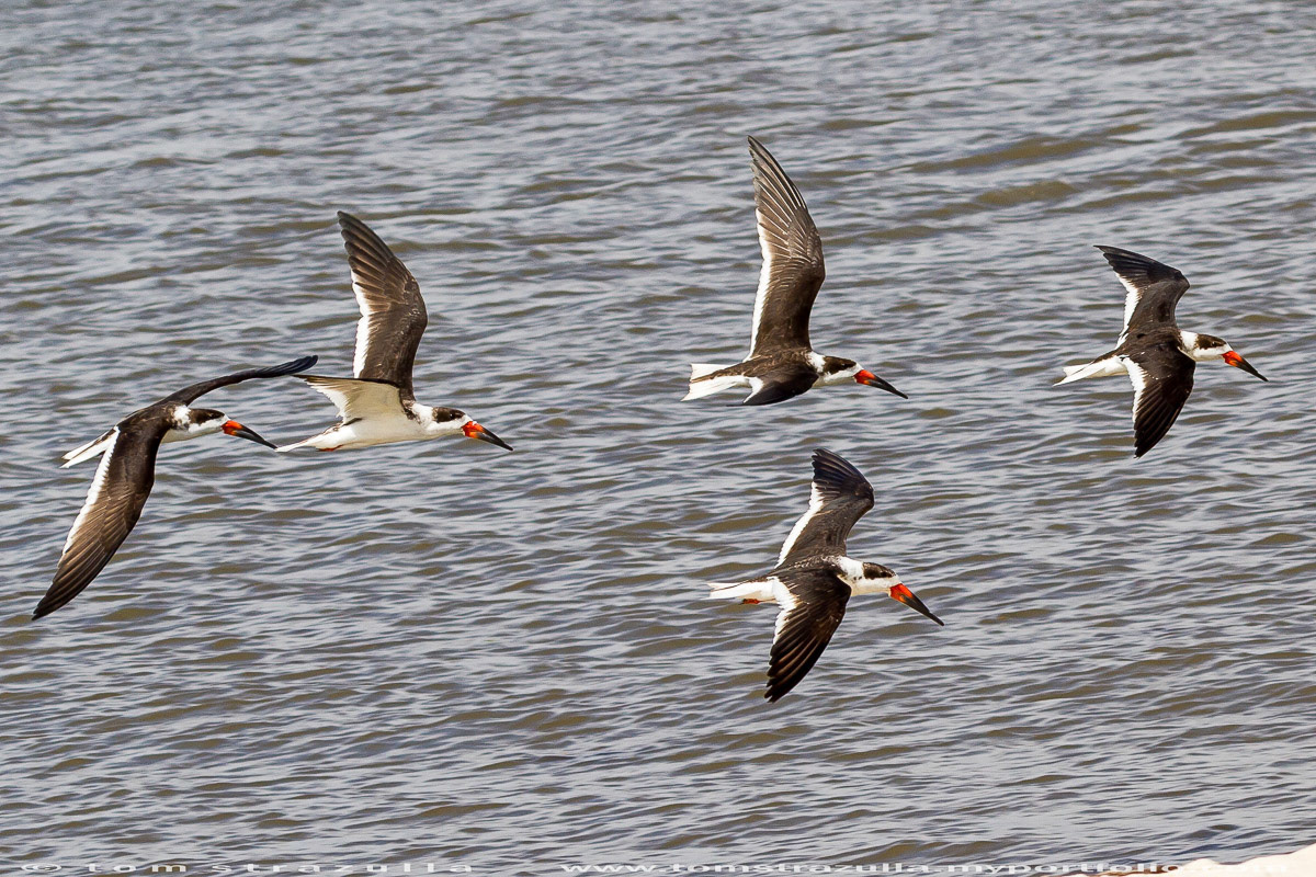 Black Skimmer