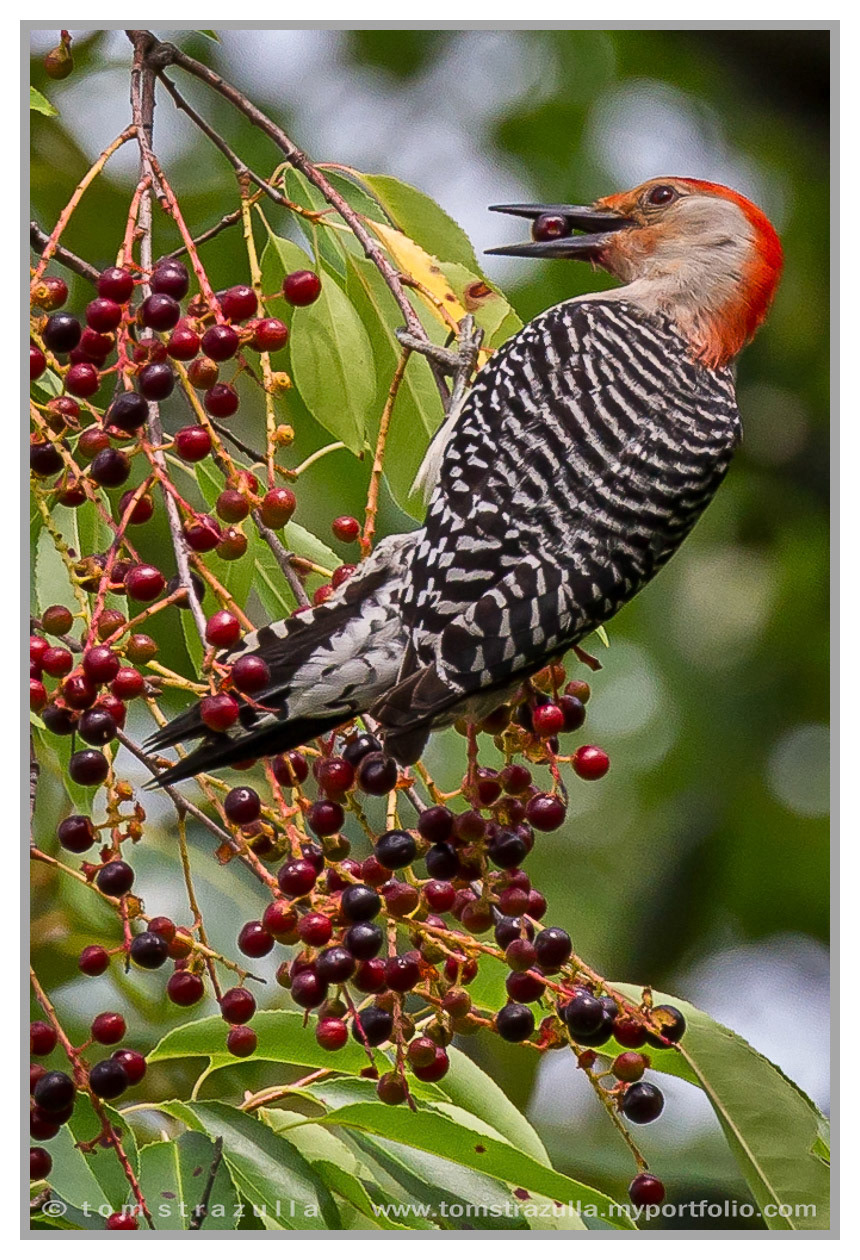 Red-bellied Woodpecker