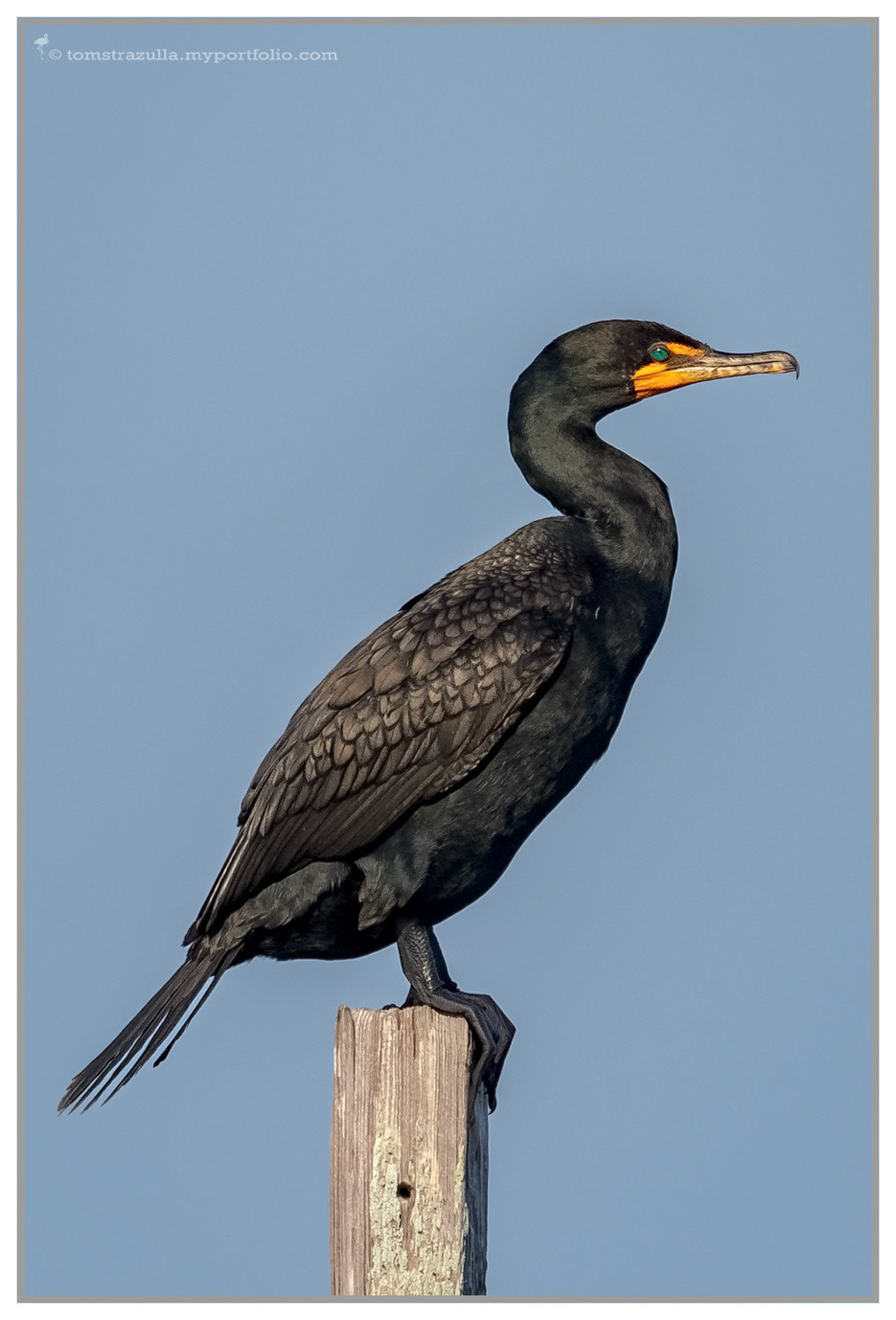 Double-crested Cormorant (male)