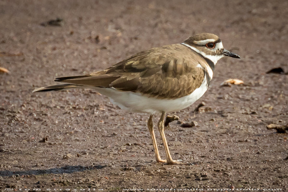 Killdeer