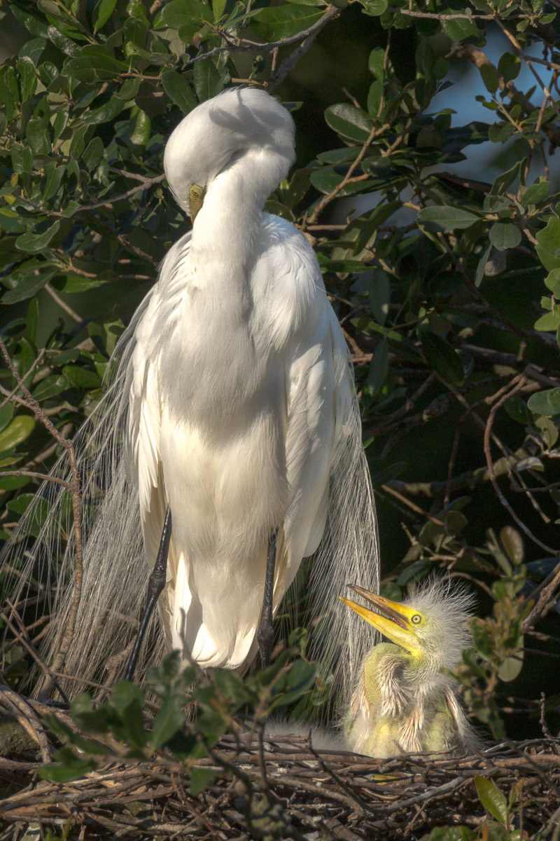 Great Egret