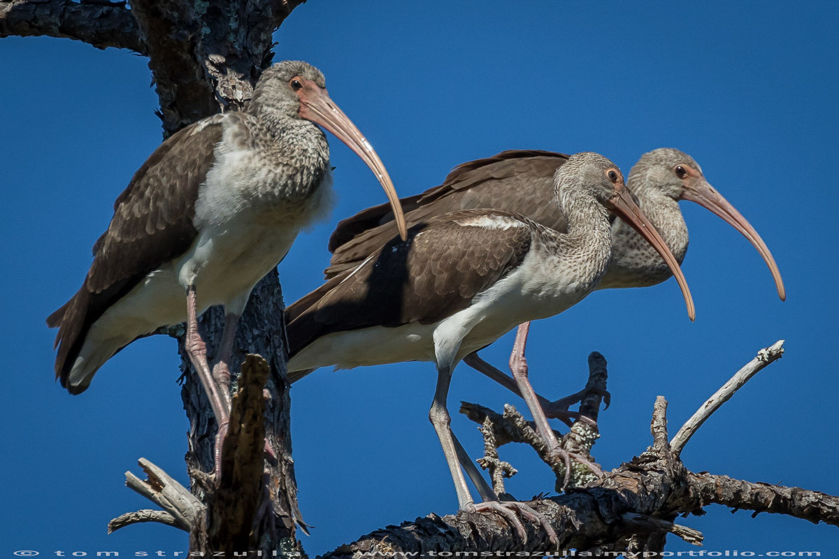 White Ibis (Juvenile)