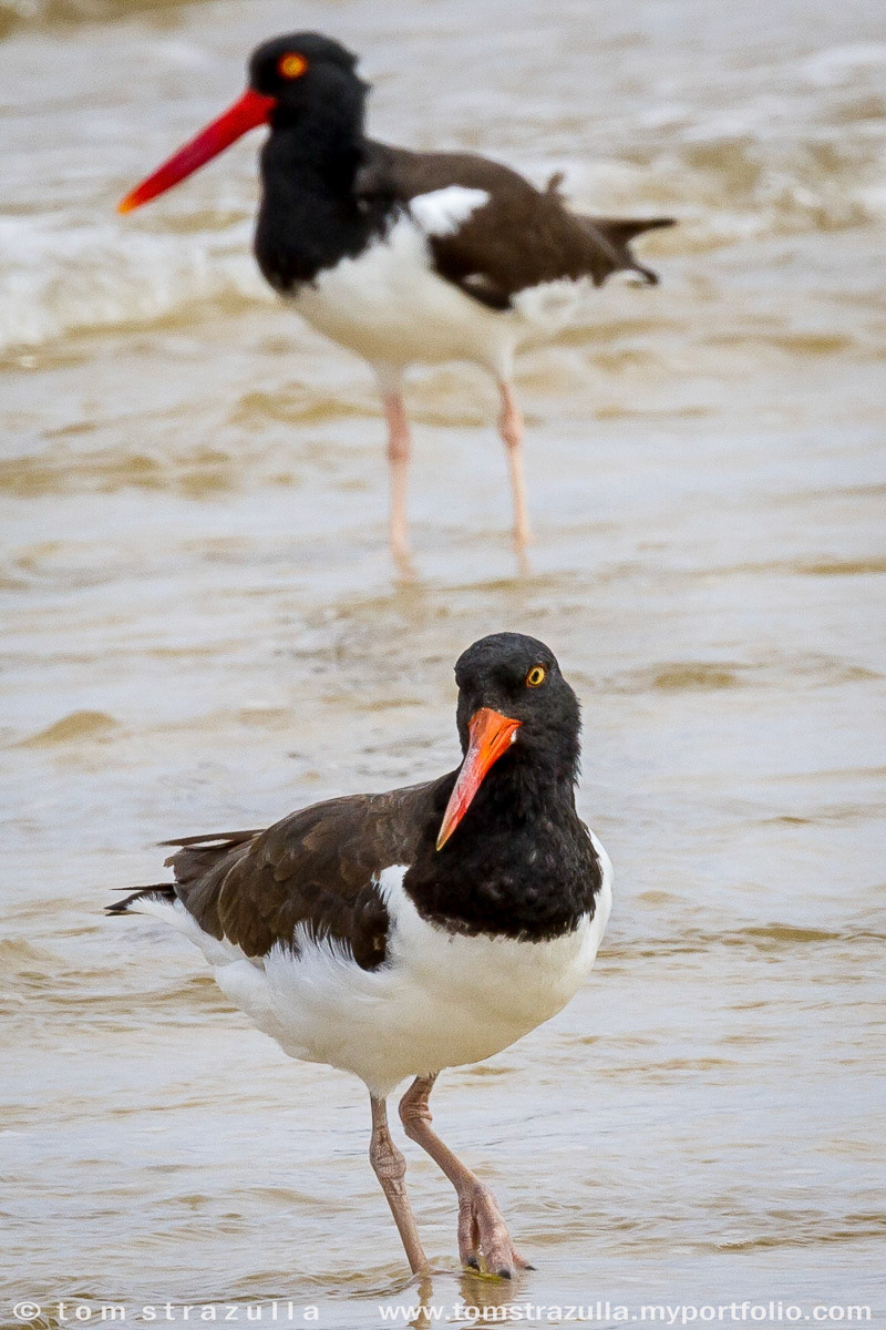 American Oystercatcher