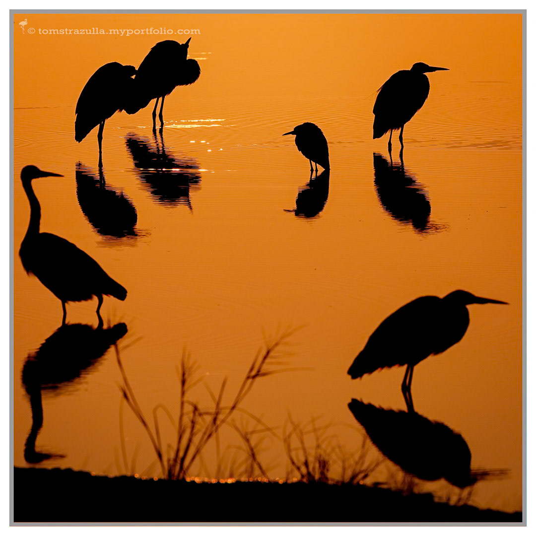 Mixed Egrets