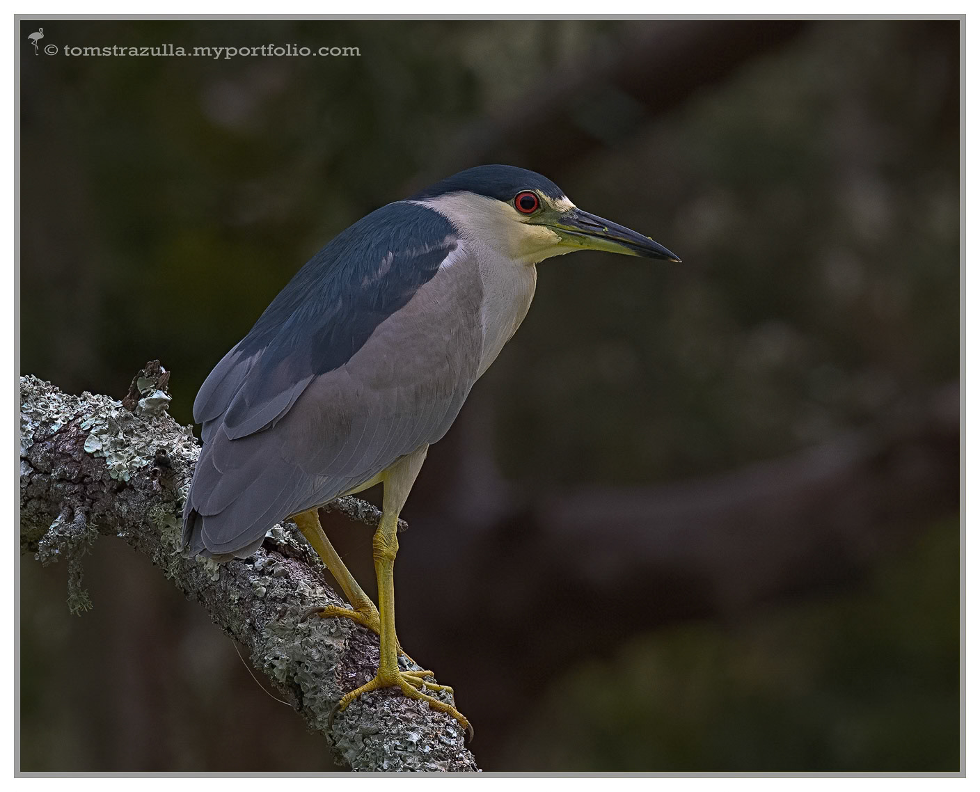 Black-crowned Night Heron