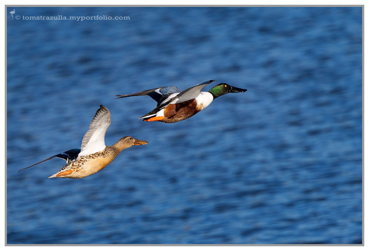 Northern Shoveler (drake and hen)