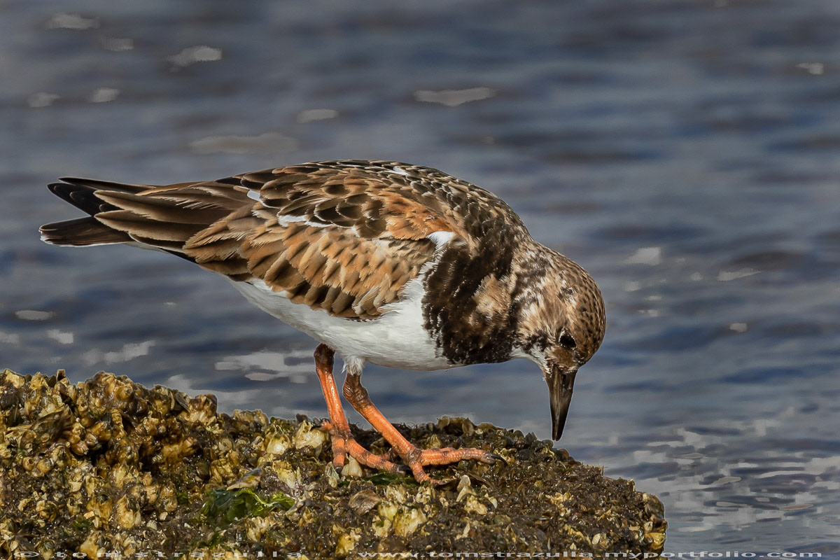Ruddy Turnstone