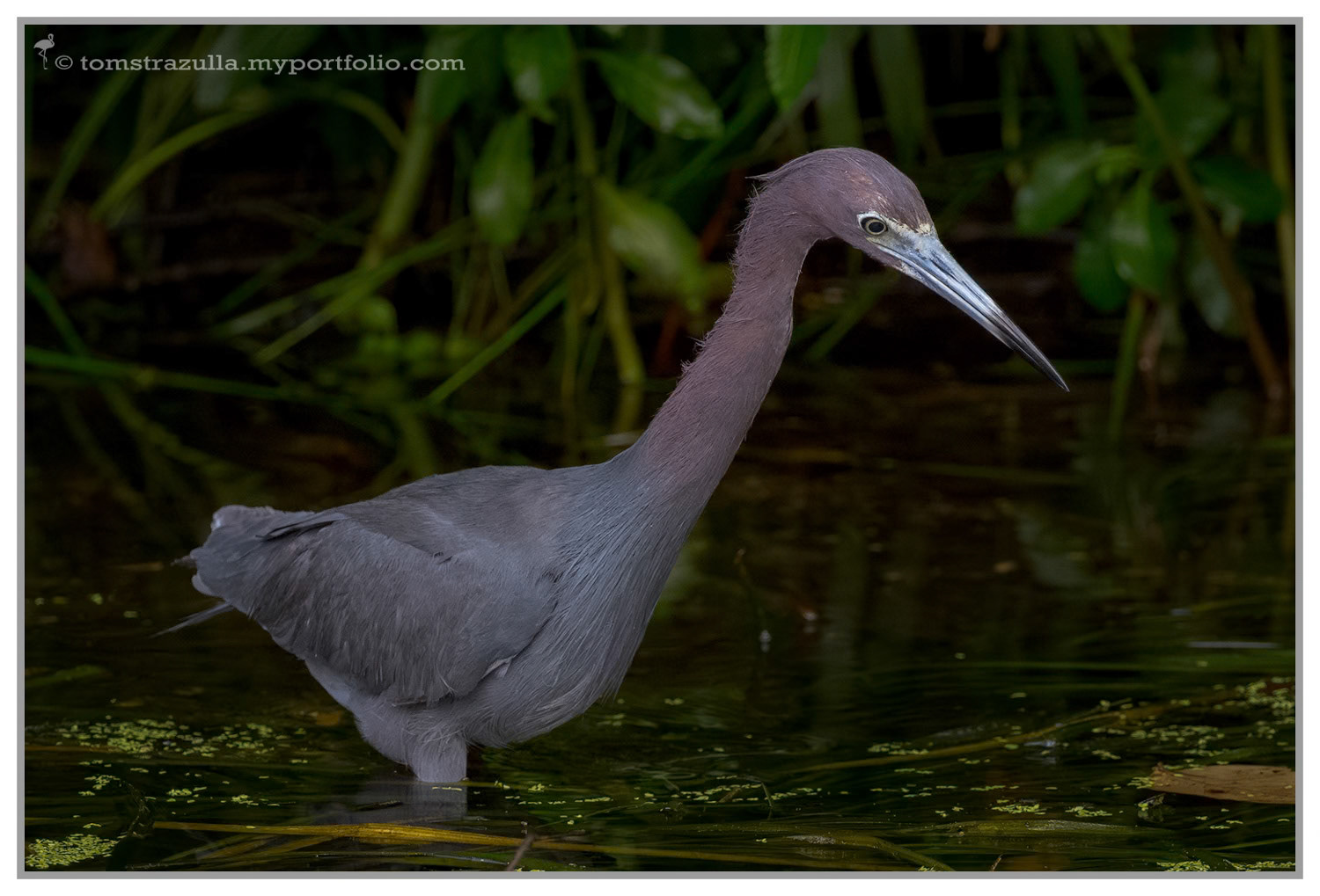 Little Blue Heron (Wakulla Springs)