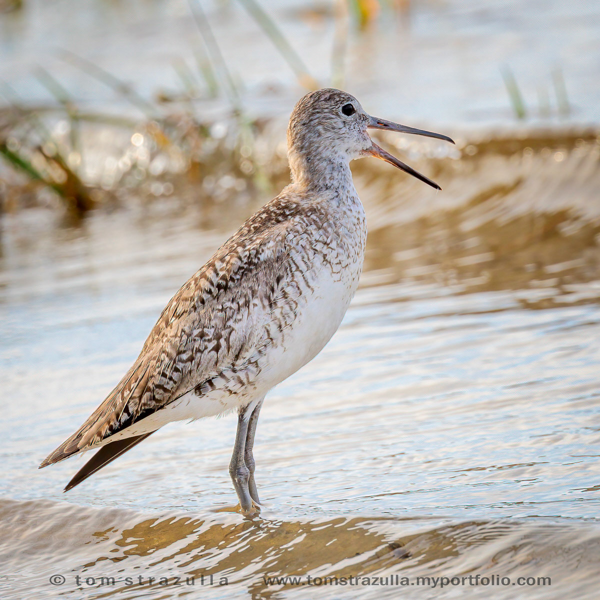 Willet