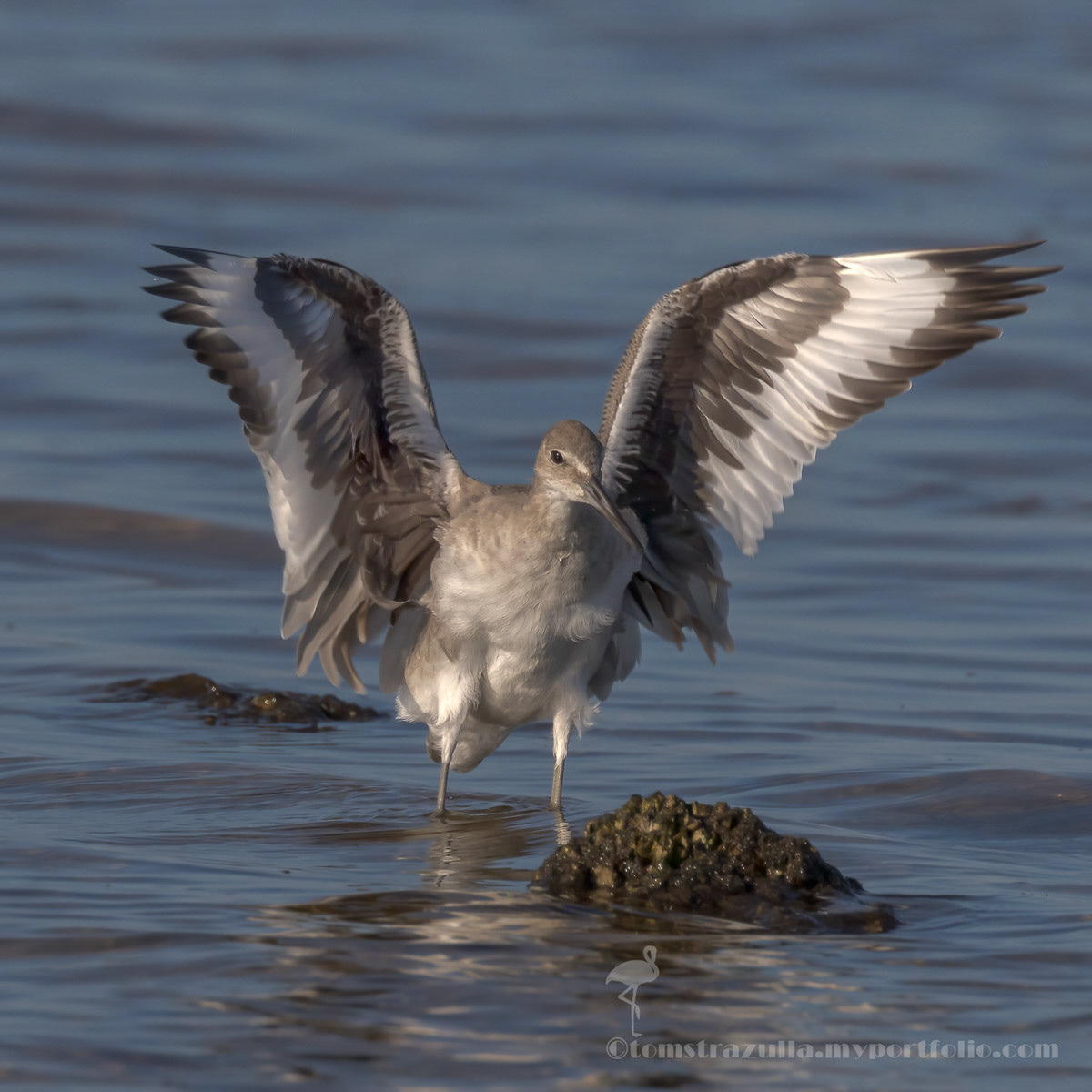 Willet