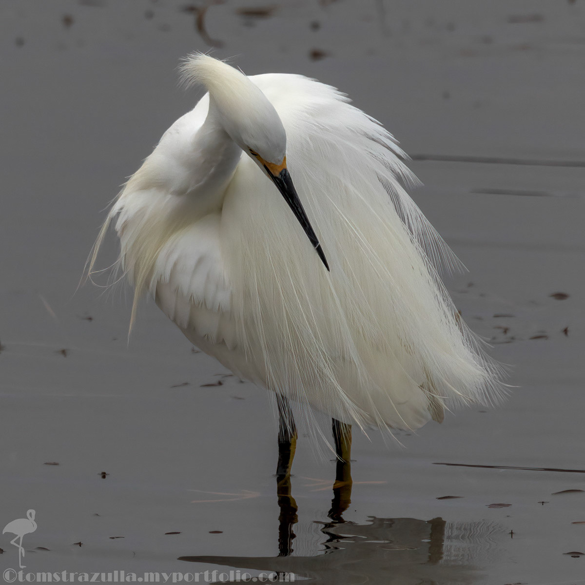 Great Egret