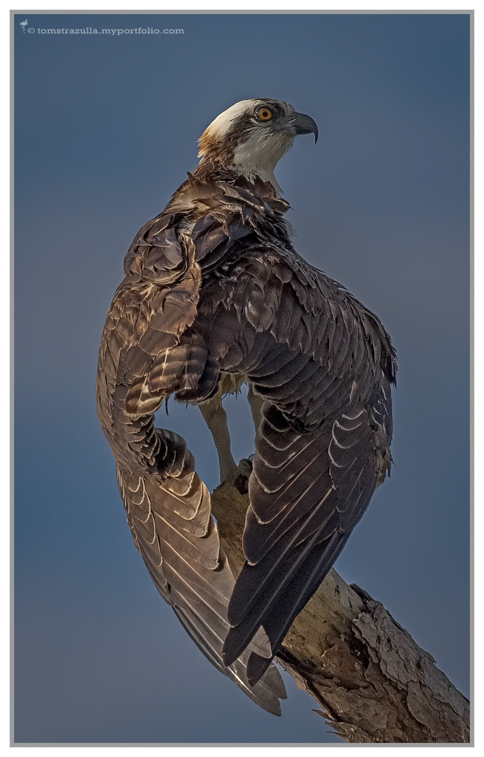 Osprey