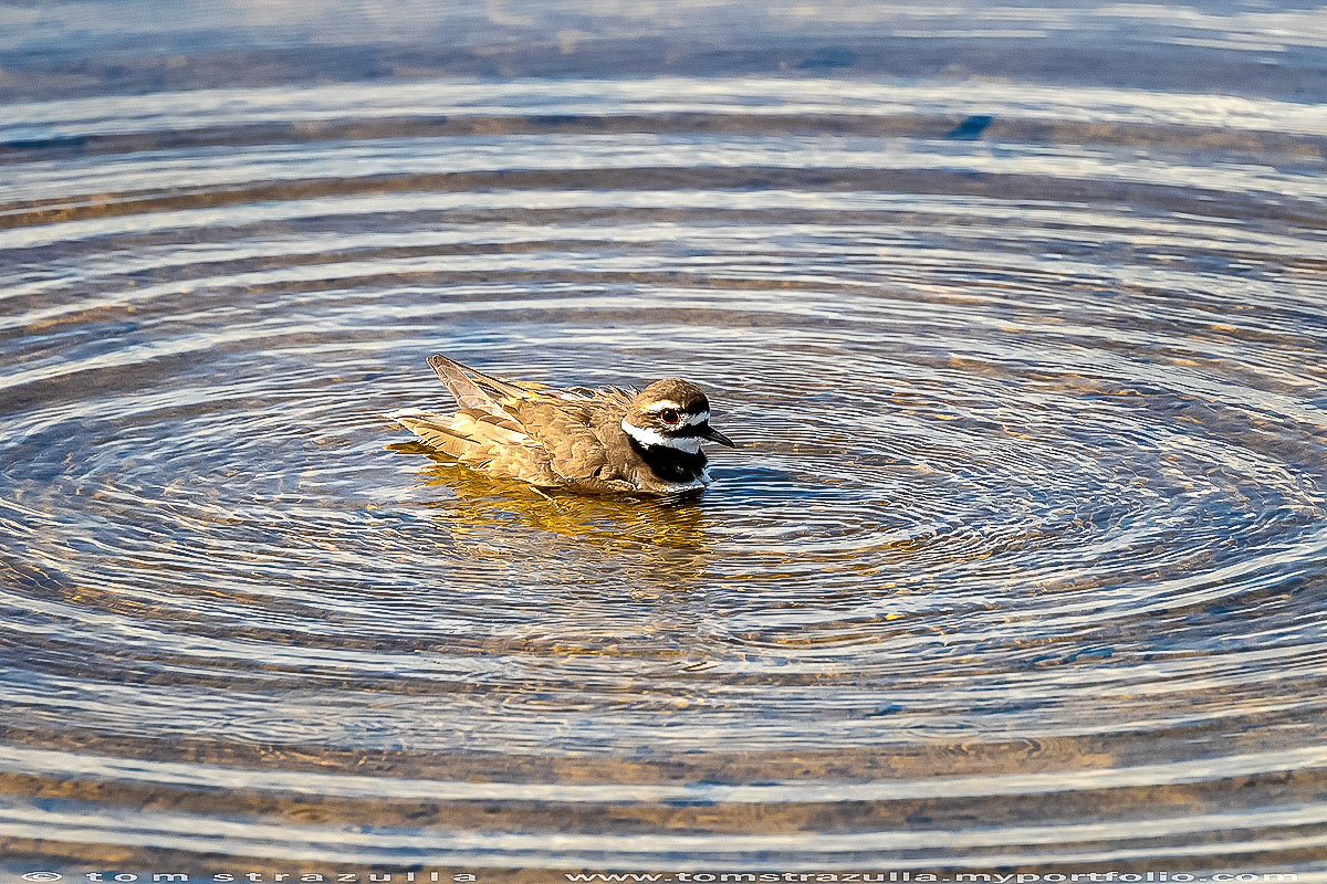 Killdeer