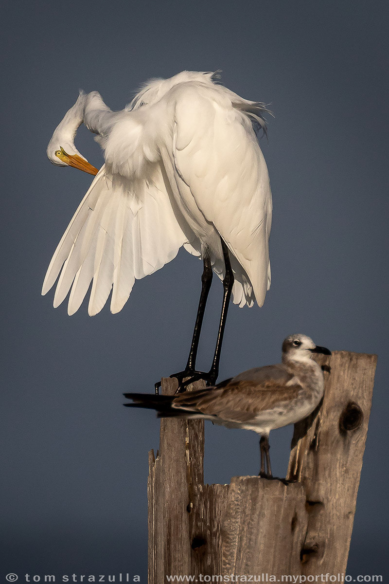 Great Egret