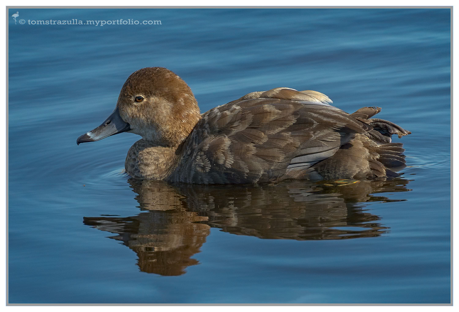 Redhead (hen)
