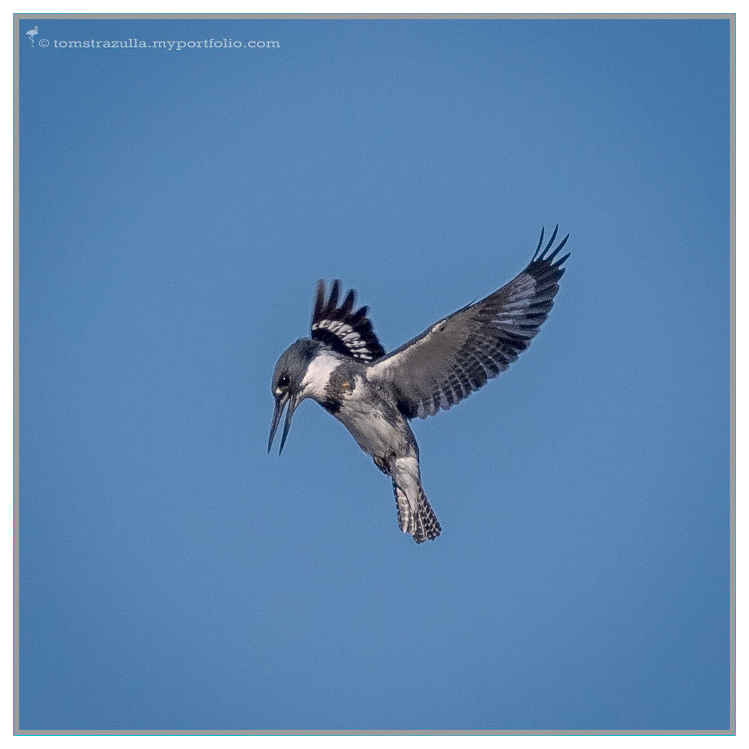 "Float Like a Butterfly, Sting like a..." (Belted Kingfisher)