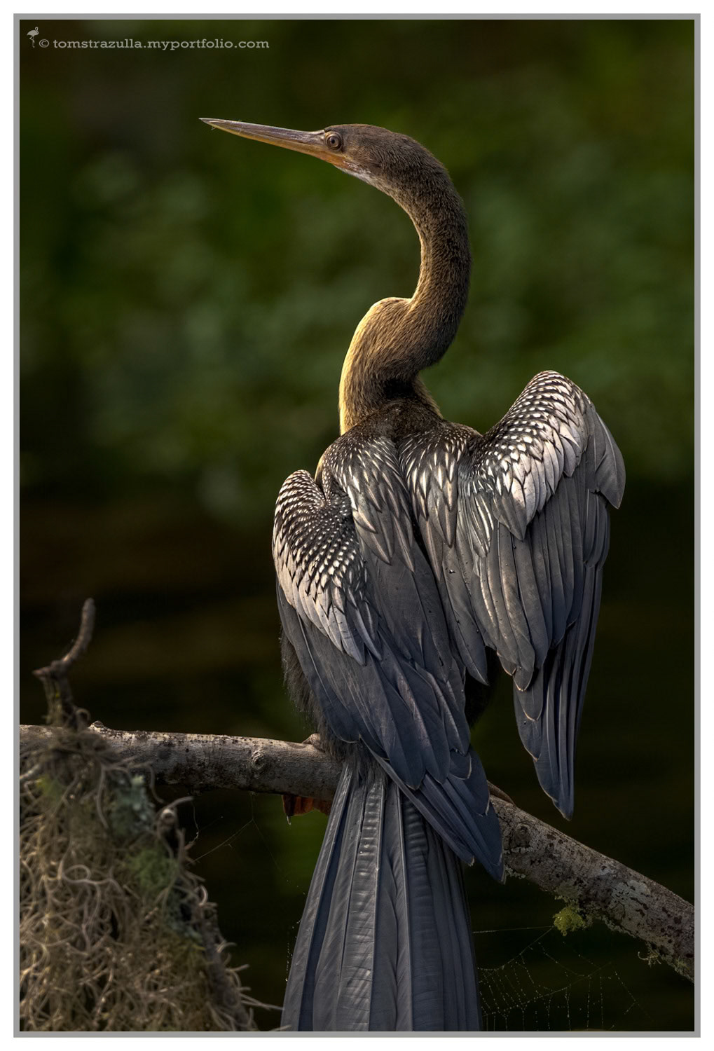 Anhinga (female, Wakulla Springs)
