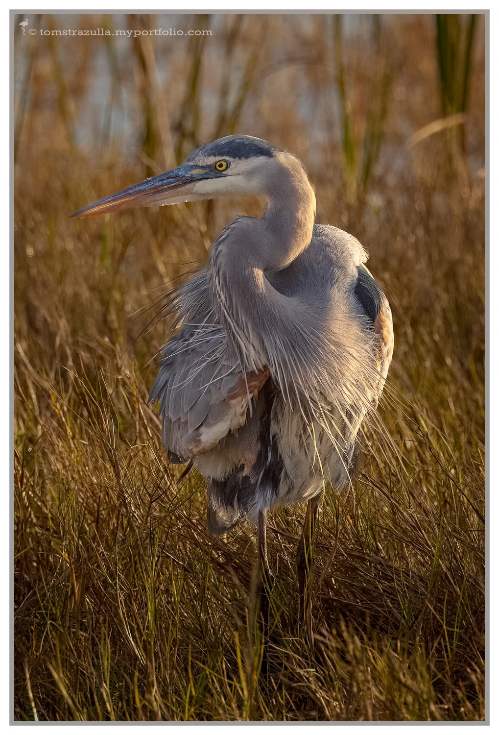 Great Blue Heron
