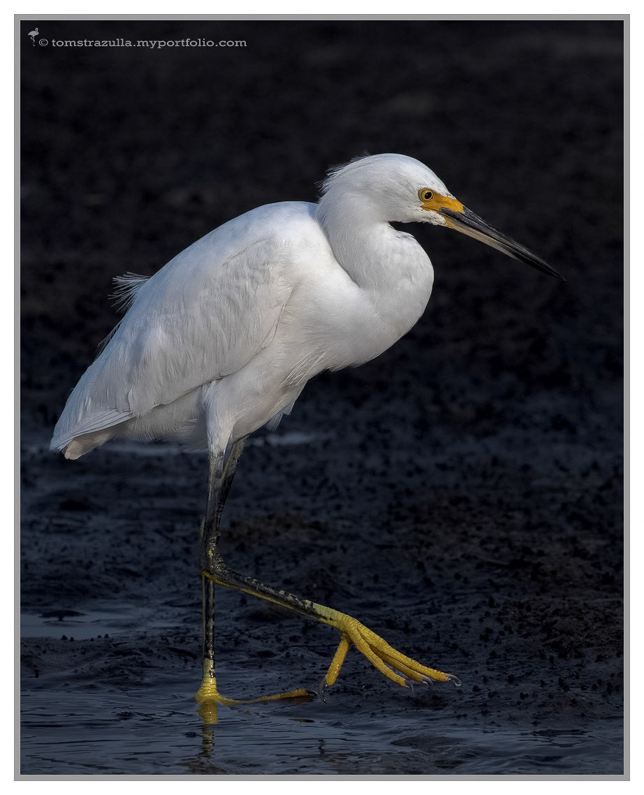 "Golden Slippers" (Snowy Egret)