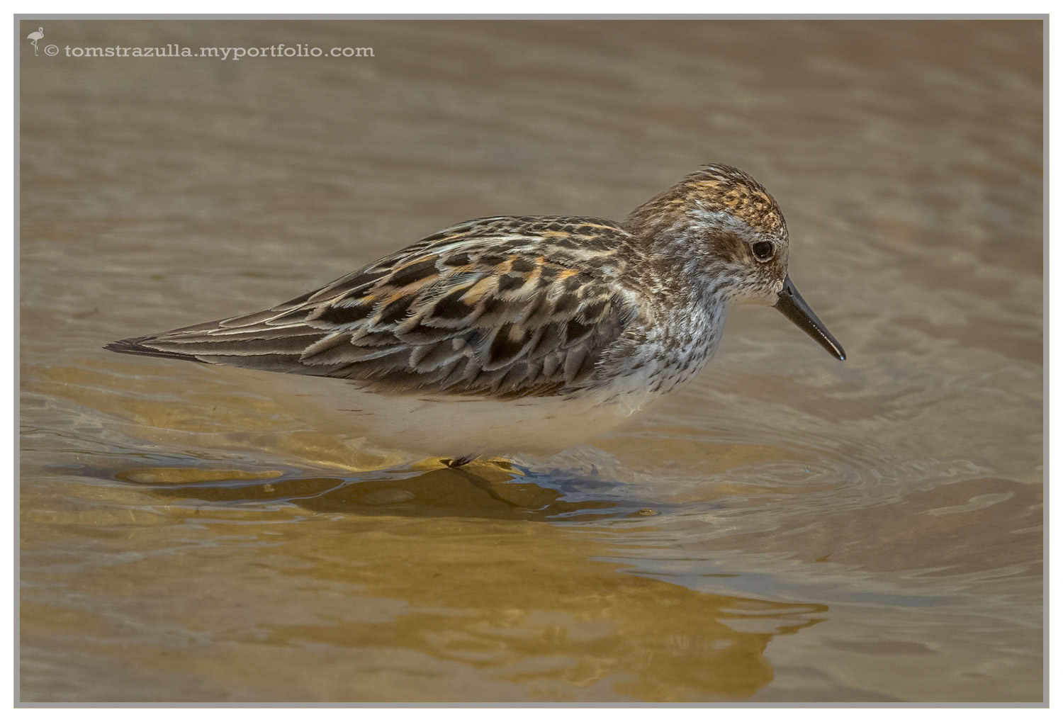 Sanderling (Bald Point State Park)
