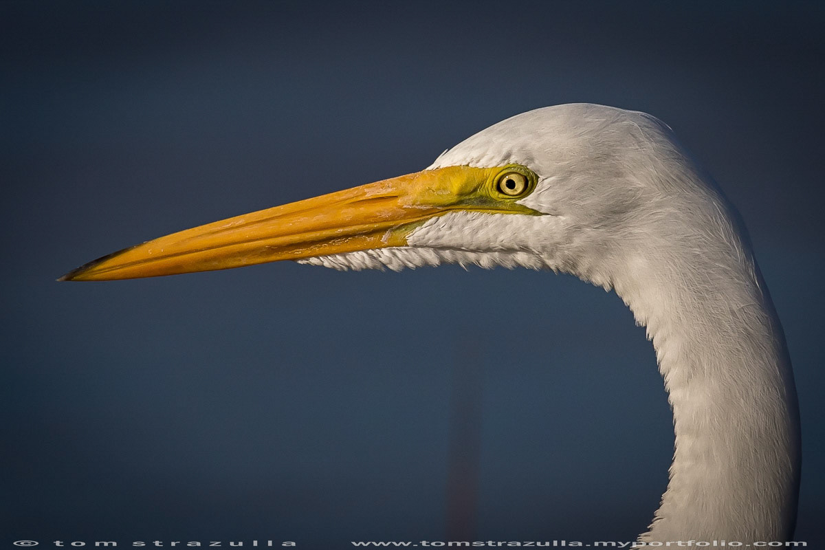 Great Egret