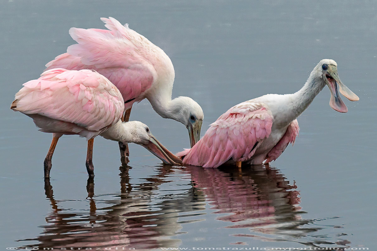 Roseate Spoonbill