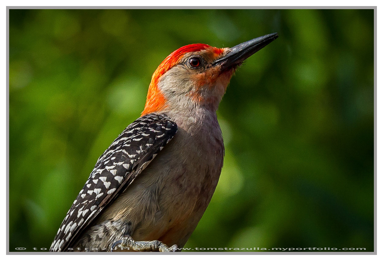 Red-bellied Woodpecker