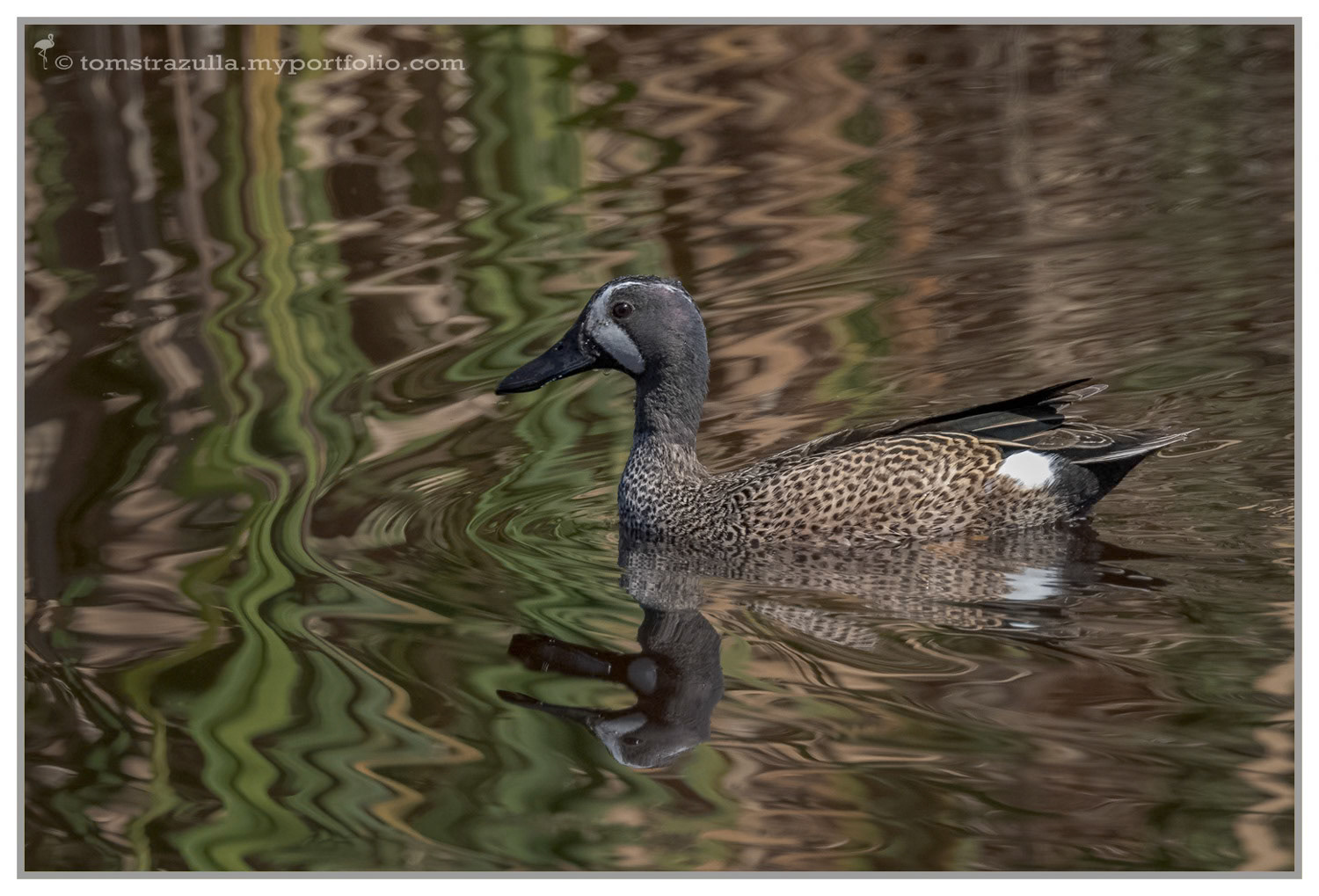 Blue-winged Teal (drake)