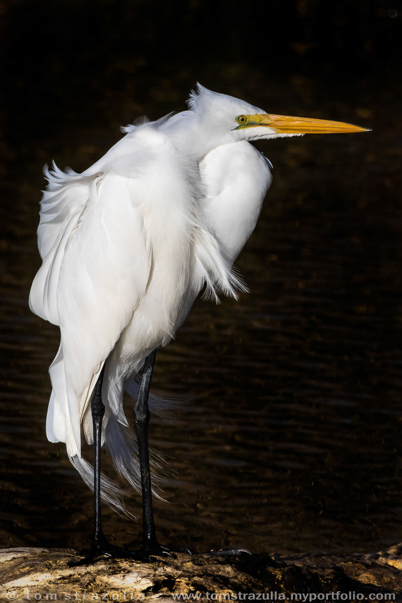 Great Egret