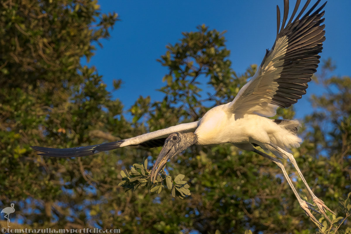 Wood Stork