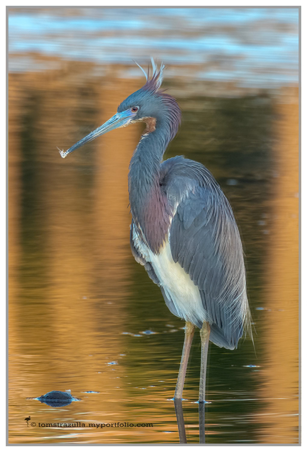 Tricolored Egret (breeding plumage)