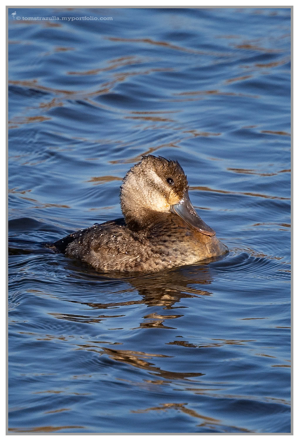 Little Rudy (Ruddy Duck)