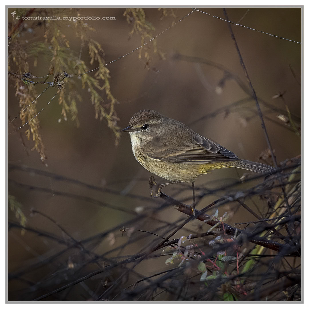 Palm Warbler