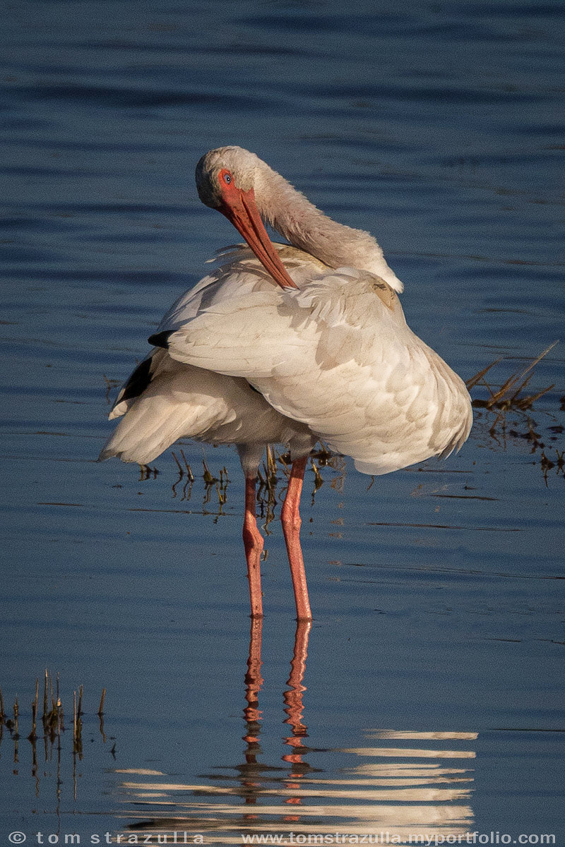 White Ibis