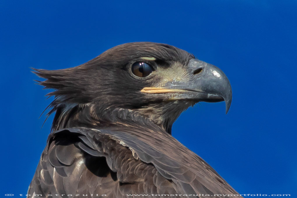 Bald Eagle (immature)